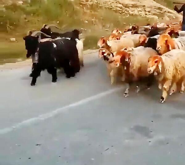 عکس پویا گله داری