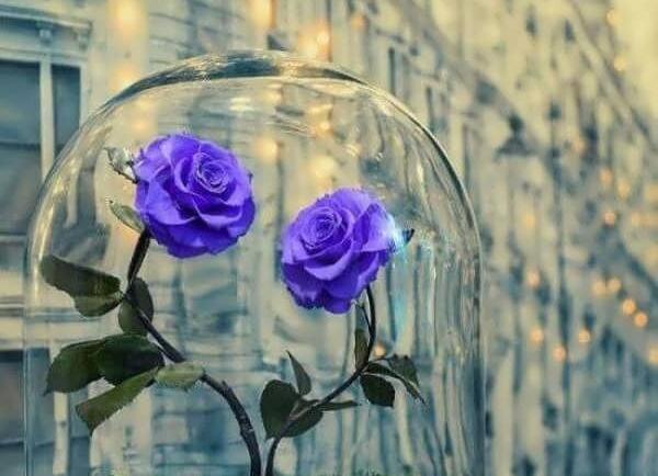 عکس پروفایل زیبا گل جدید