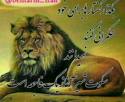 عکس شیر ماده با تاج