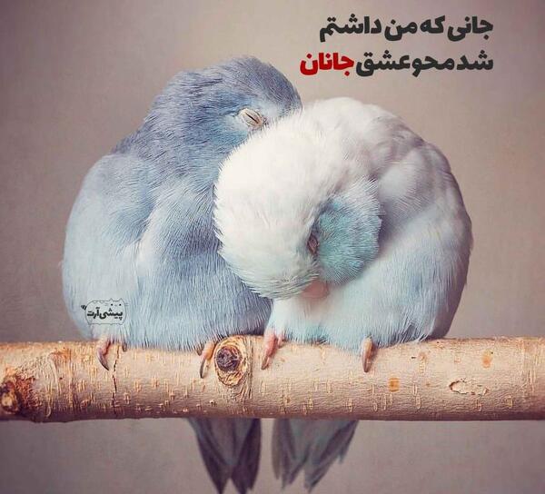 عکس محدثه نوشته
