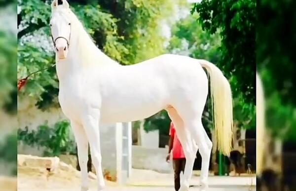 عکس اسب زینتی