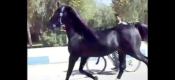 عکس اسب زینتی
