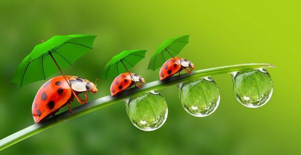 عکس چتر تنهایی