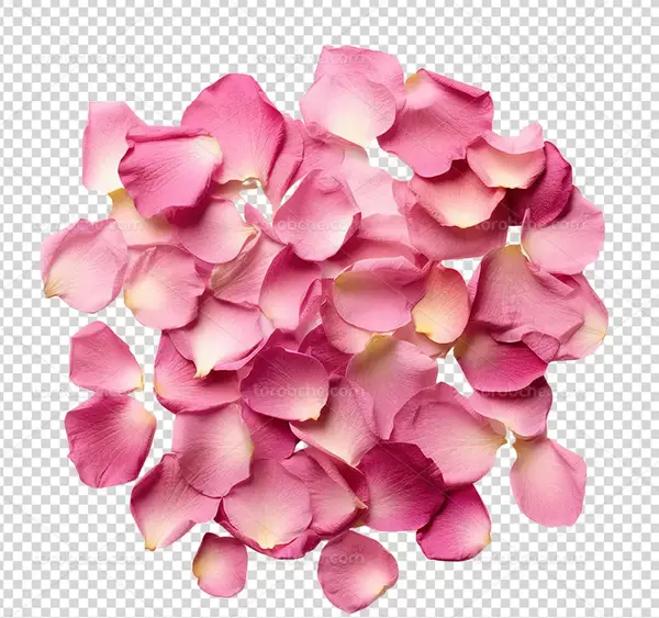 عکس png گلبرگ