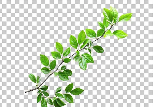 عکس png گلبرگ