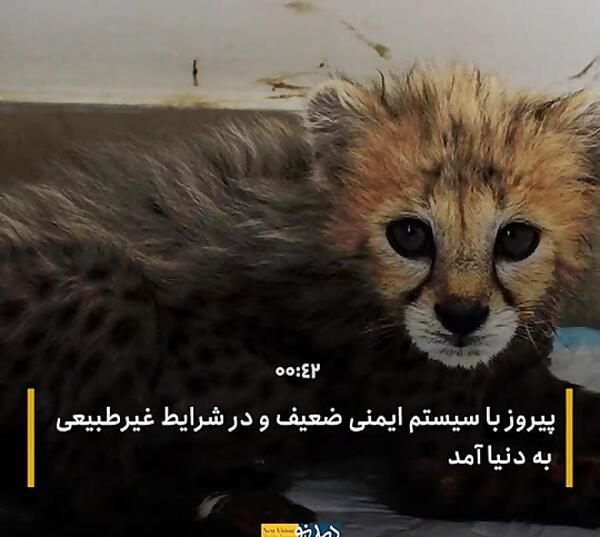 عکس روباه ایرانی منقرض شده