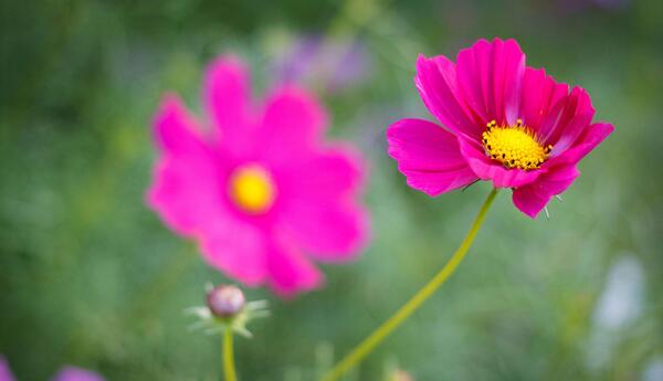 عکس دسته گل های خوشگل