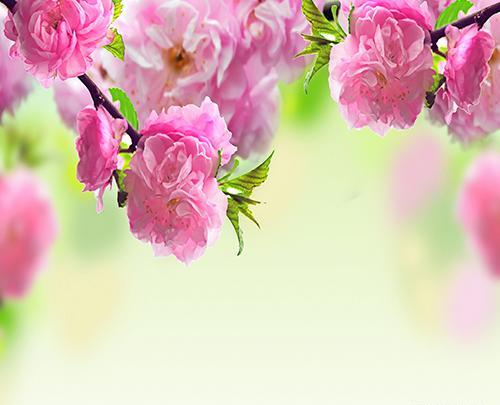 عکس دسته گل های خوشگل
