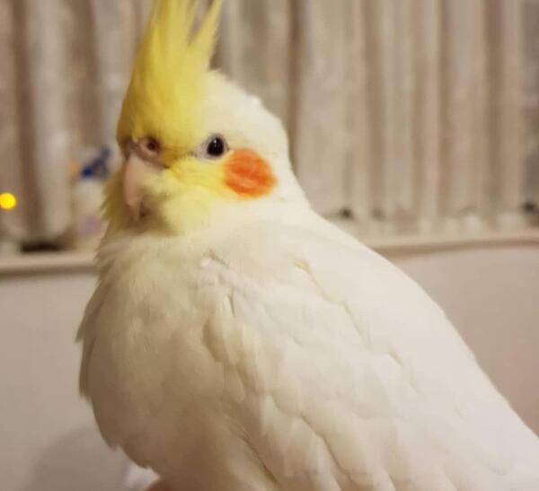 عکس اینستاگرام خانه عروس