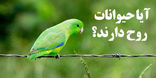 عکس آتلیه حیوانات
