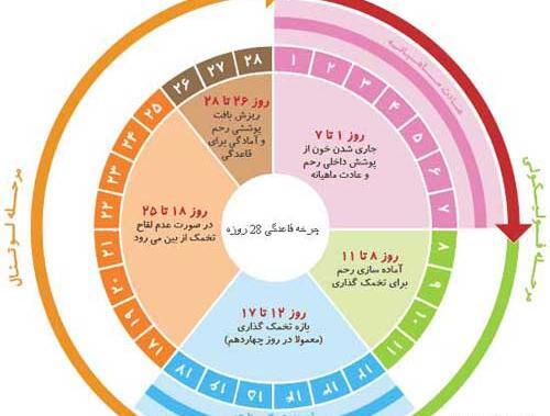 سقط عکس لکه بینی در بارداری