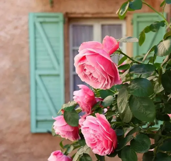 عکس گل جذاب برای پروفایل