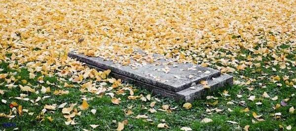 عکس از قبر شهید حججی
