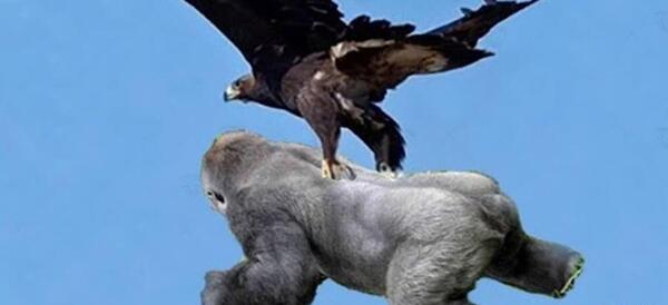 عکس ترسناک ترین شیر دنیا