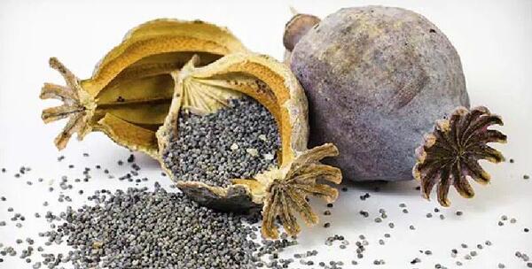 عکس شیره تریاک