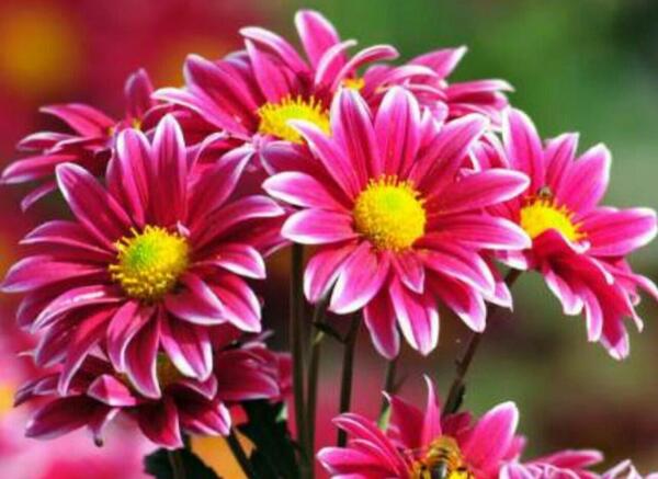 عکس نوشته صبحتان شاد
