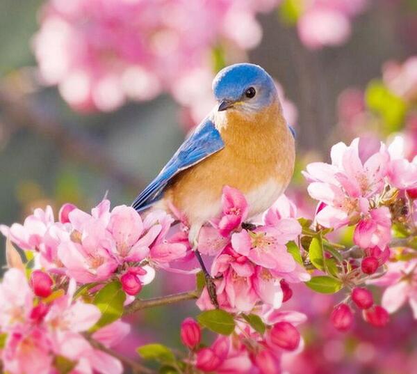 عکس طبیعت بهاری با کیفیت بالا