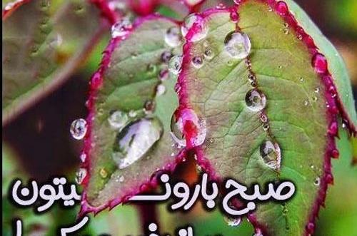 عکس صبح بخیر لاتی