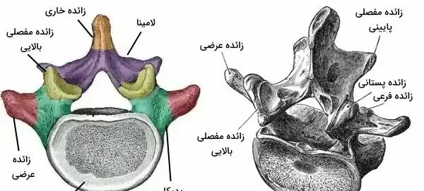 عکس اسکلت تمام بدن
