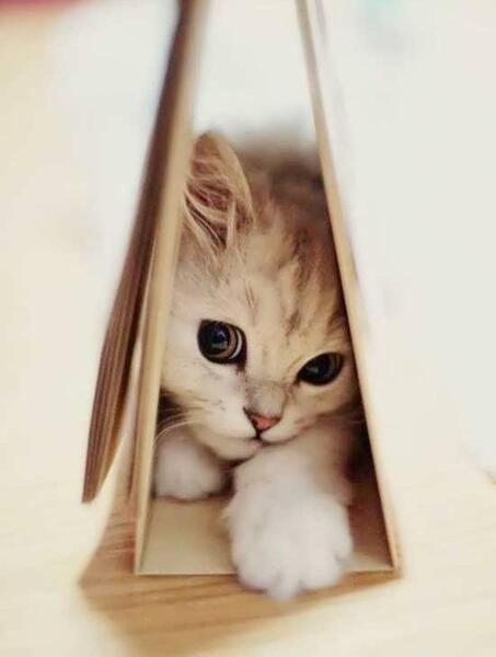 عکس گربه برای پروفایل تلگرام