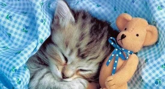 عکس گربه برای پروفایل تلگرام