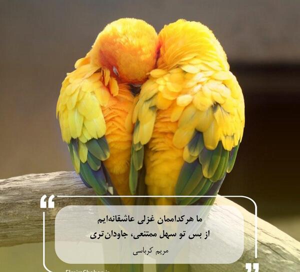 عکس طوطی طلایی