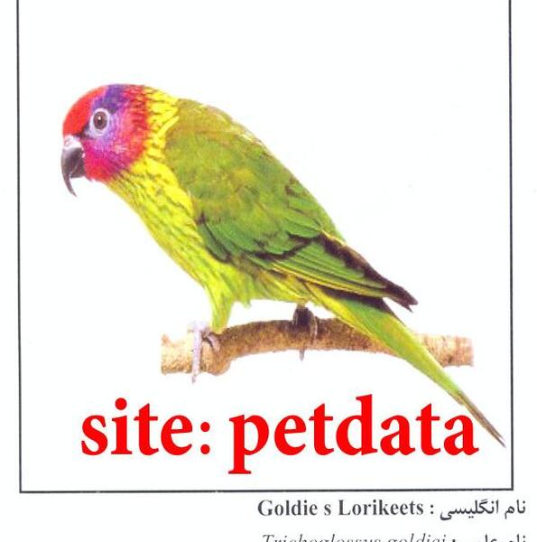 عکس طوطی طلایی