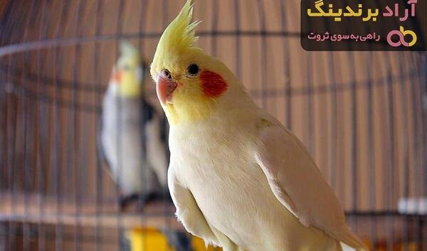 عکس طوطی طلایی