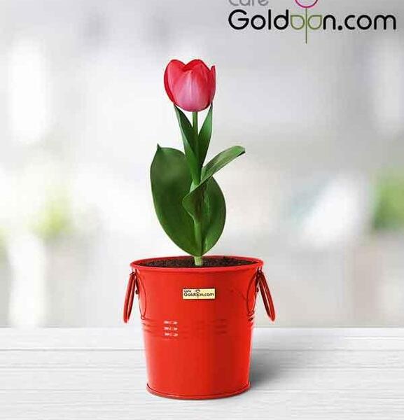 عکس گل لاله عباسی