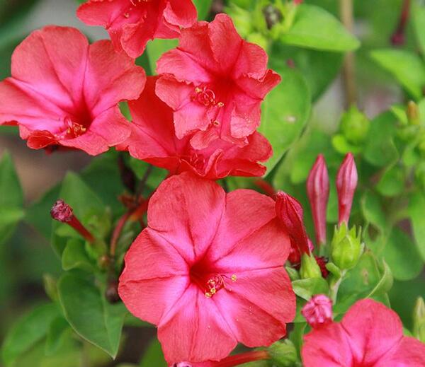 عکس گل لاله عباسی