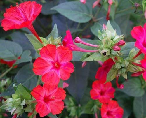 عکس گل لاله عباسی