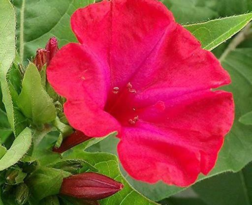 عکس گل لاله عباسی