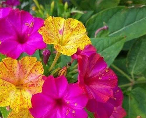 عکس گل لاله عباسی