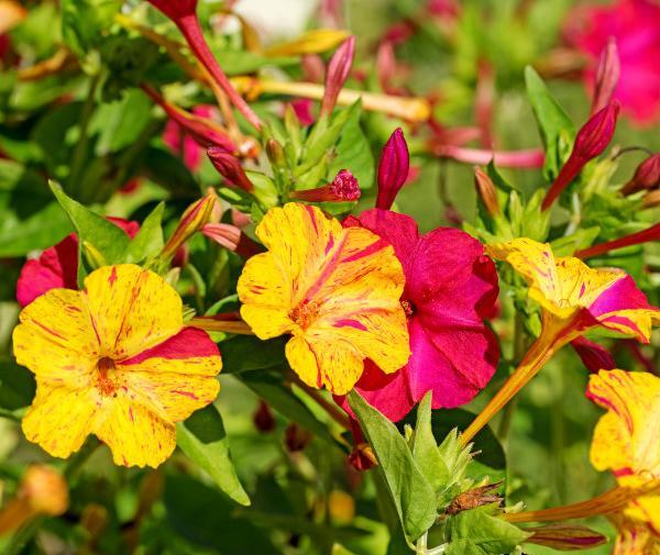 عکس گل لاله عباسی