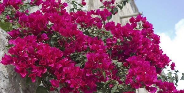 عکس گل لاله عباسی