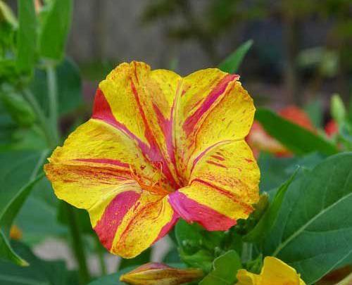 عکس گل لاله عباسی