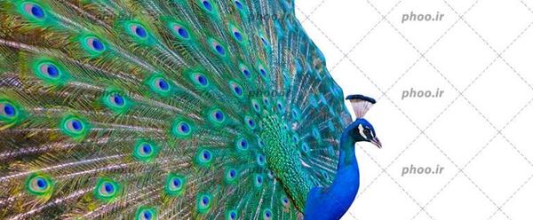 عکس آبی طاووس