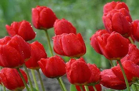 عکس گل لاله ایرانی