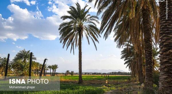 عکس ریگ ماینر