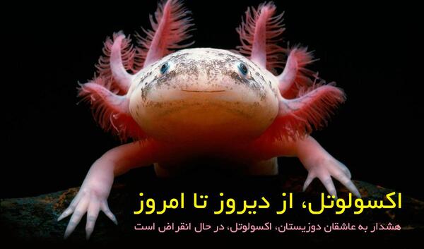 عکس اکسولوتل