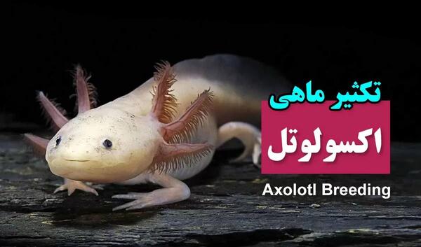 عکس اکسولوتل