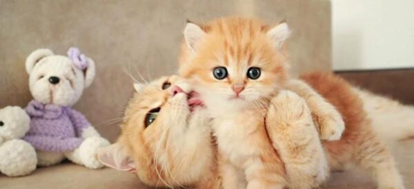 عکس هایی از بچه گربه های بامزه رنگی
