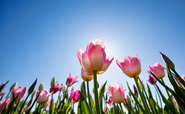 عکس نقاشی گل لاله در گلدان