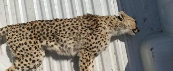 عکس یوز پلنگ مرده