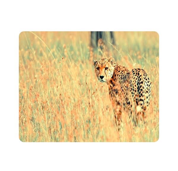 عکس یوز پلنگ مرده
