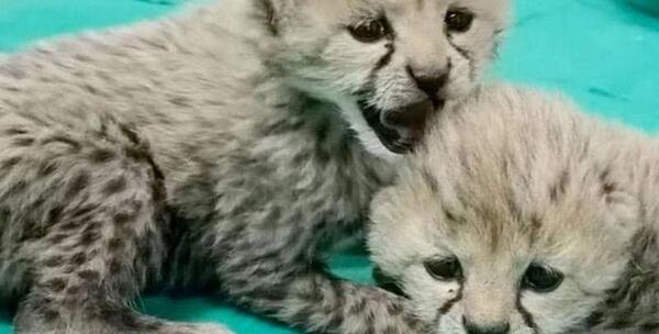 عکس یوز پلنگ مرده