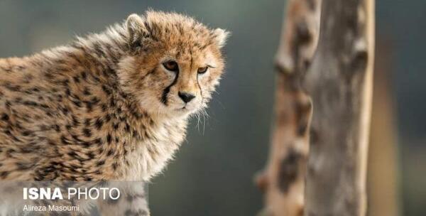 عکس یوز پلنگ مرده