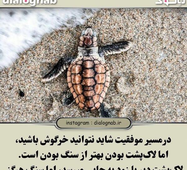 عکس لاک پشت در دریا