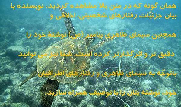 عکس لاک پشت در دریا