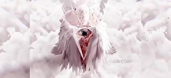 عکس فرشته واقع